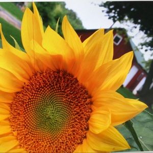 Meet your Posher, Dawn